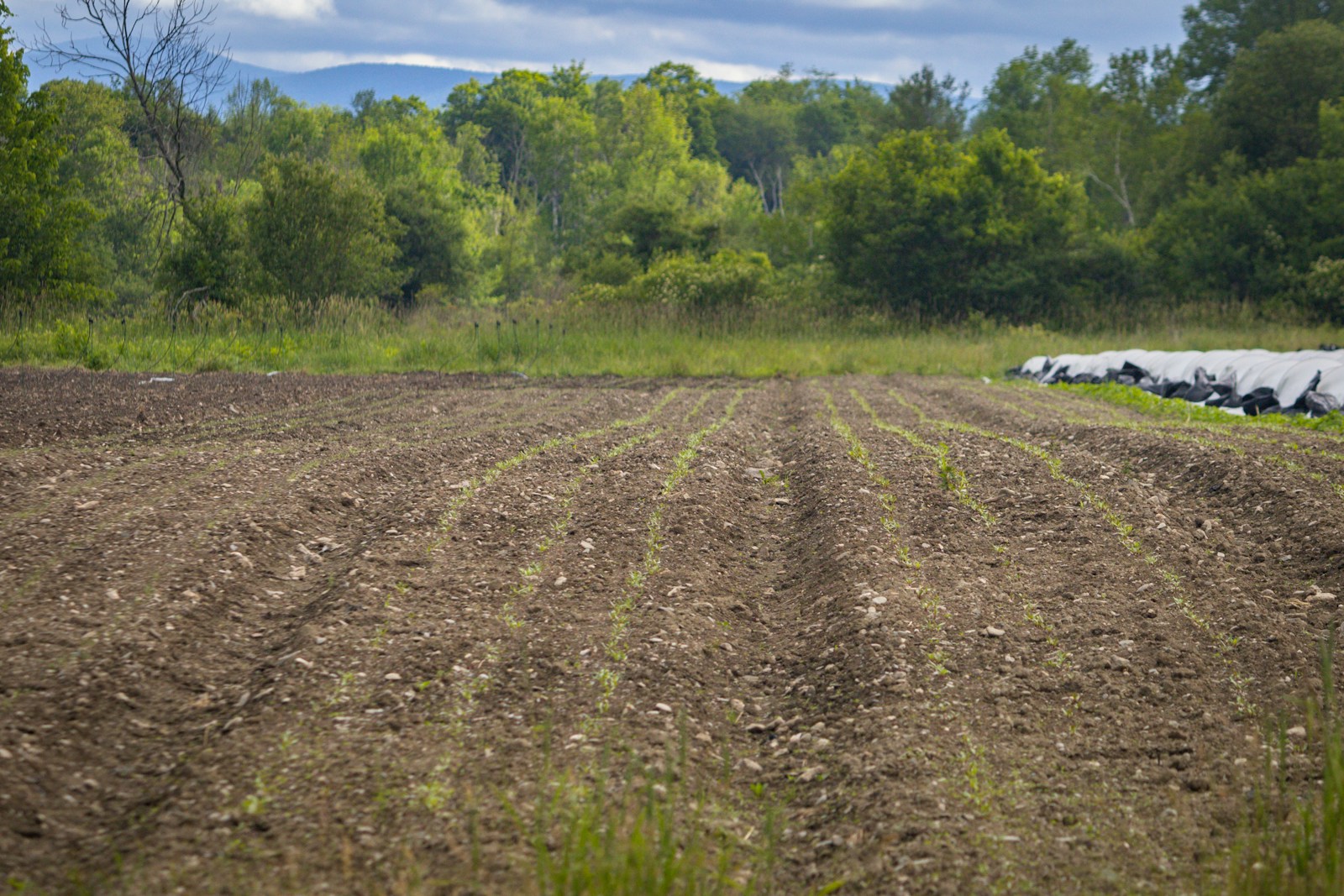 Our farm