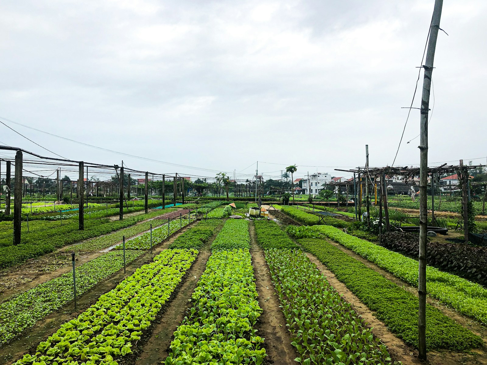 A view of the farm