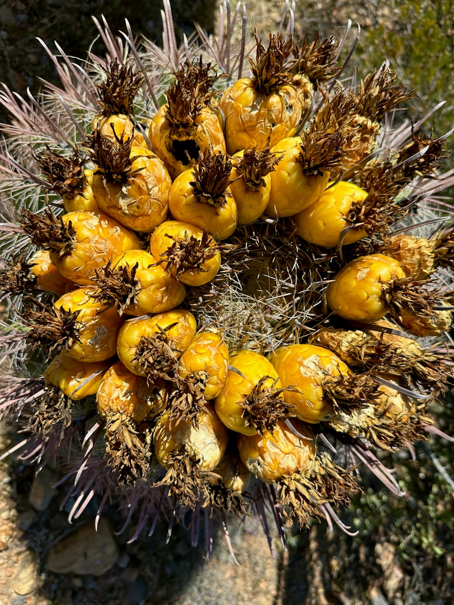 Seasonal Fruits
